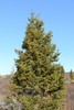 Siberian Spruce - Photo (c) Irina Krug, some rights reserved (CC BY-NC), uploaded by Irina Krug