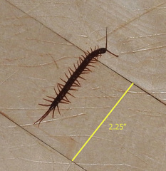 Scolopocryptopidae