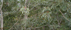 Alnus hirsuta