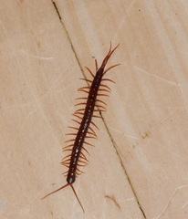 Scolopocryptopidae