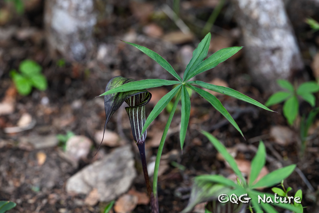 Arisaema ciliatum; photograph Wang.QG, CC BY, iNaturalist via GBIF