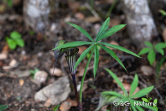 Arisaema ciliatum
