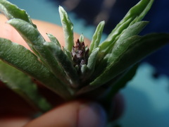 Gamochaeta antillana