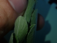 Gamochaeta antillana