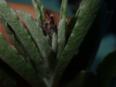 Gamochaeta antillana