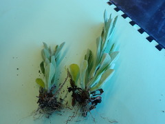 Gamochaeta antillana