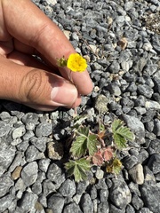 Potentilla nivea, photograph (c) Brandon Corder, some rights reserved (CC BY)