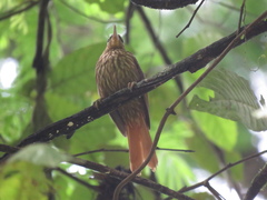 Cichlocolaptes leucophrus