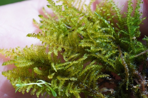 Palustriella decipiens, 2025-06-27