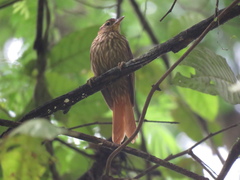 Cichlocolaptes leucophrus