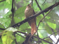 Cichlocolaptes leucophrus