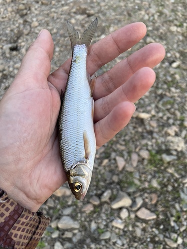 Baikal dace (Leuciscus baicalensis) — Cyprinidae — 2
