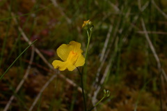 Utricularia striata