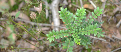 Zanthoxylum piperitum