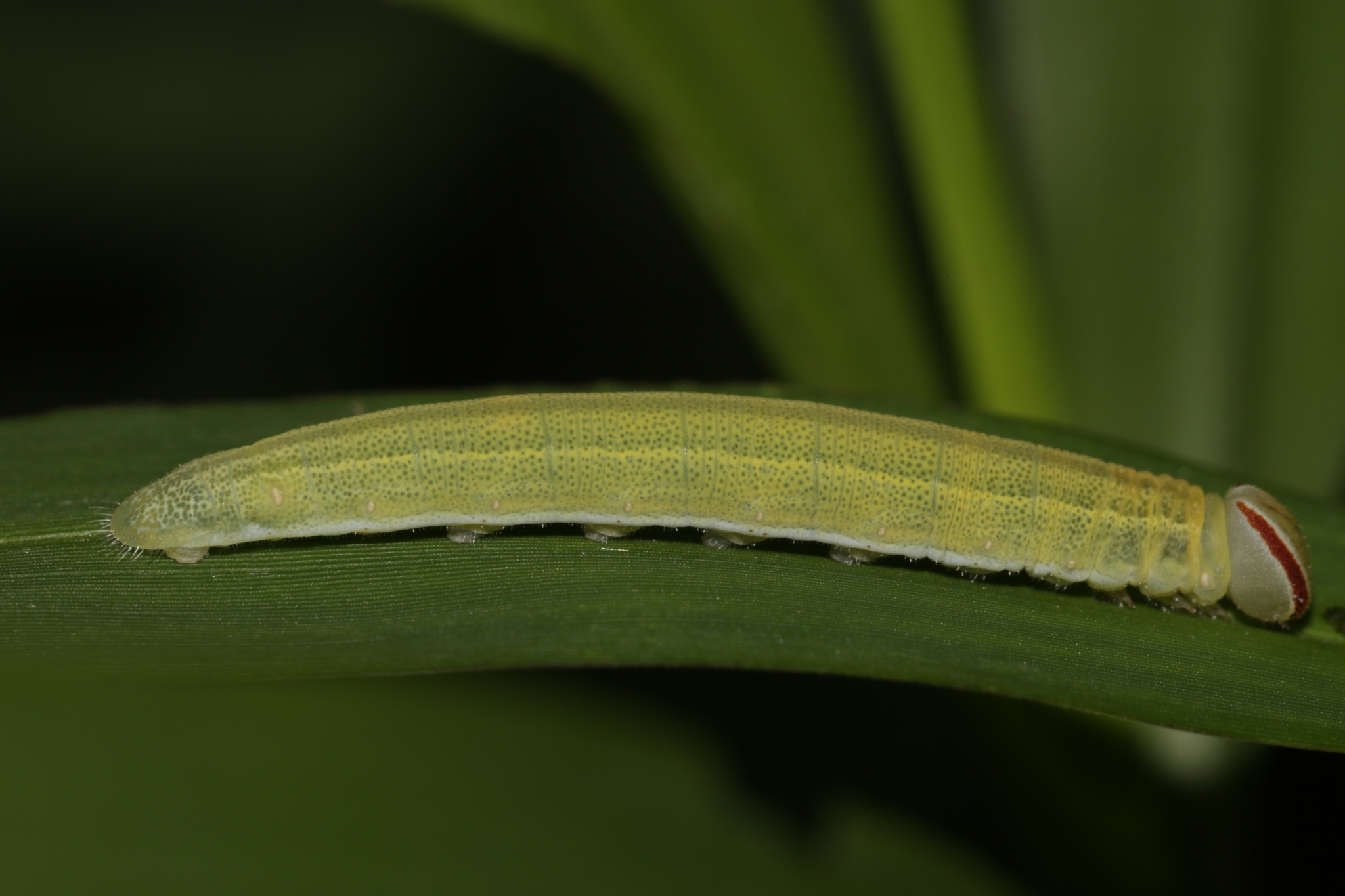 Obscure Branded Swift