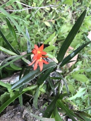 Scaphyglottis imbricata