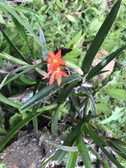 Scaphyglottis imbricata