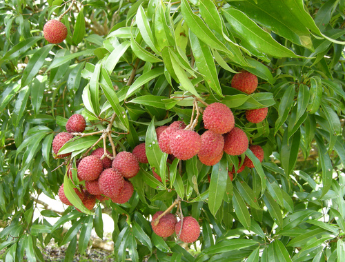 Litchi chinensis