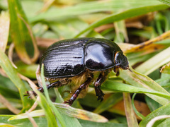 Adoryphorus coulonii