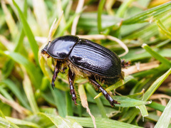 Adoryphorus coulonii