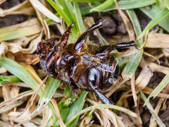 Adoryphorus coulonii