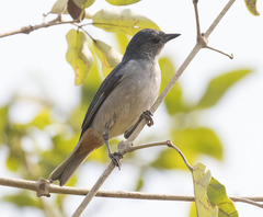 Conirostrum speciosum