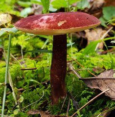 Gyroporus purpurinus