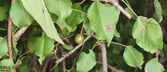 Pyrus pyrifolia