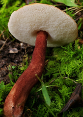 Gyroporus purpurinus