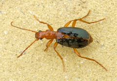 Brachinus alexandri