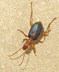 Brachinus alexandri