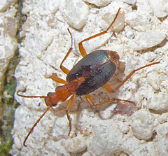 Brachinus alexandri