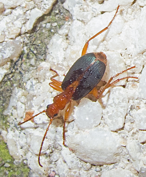 Brachinus alexandri