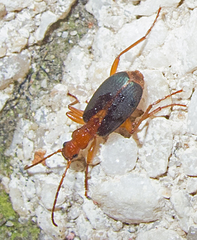 Brachinus alexandri