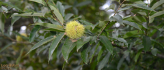 Castanea crenata