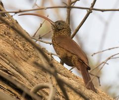 Red-Billed Scythebill photo 2