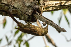 Lepidocolaptes duidae