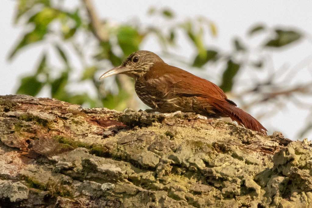 Duida Woodcreeper photo