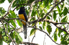 Trogon ramonianus