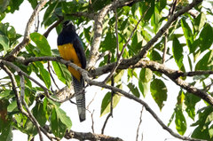 Trogon ramonianus