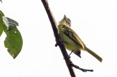 Tolmomyias