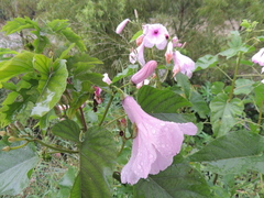 Ipomoea carnea
