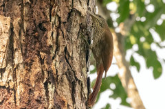 Lepidocolaptes duidae