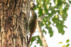 Lepidocolaptes duidae