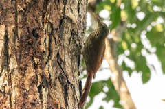 Lepidocolaptes duidae