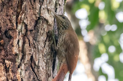 Lepidocolaptes duidae