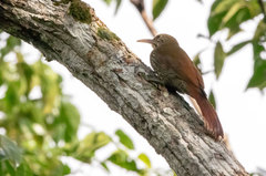 Lepidocolaptes duidae