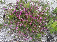 Indigofera ovata