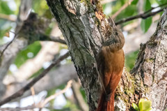 Lepidocolaptes duidae