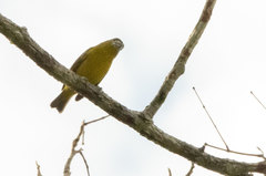 Euphonia chrysopasta